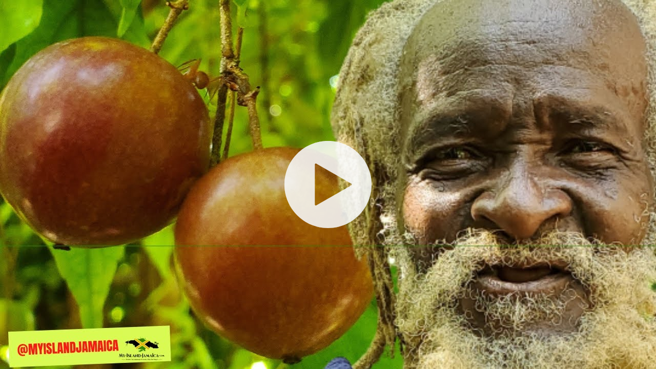 This STRANGE fruit can get you DRUNK 😲 #psydium #healthyfruits