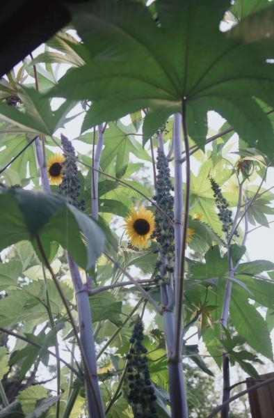 castor bean and sunflowers