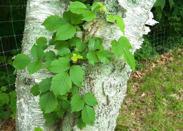 getting smart about poison ivy, oak, sumac