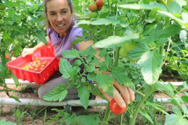growing organic tomatoes