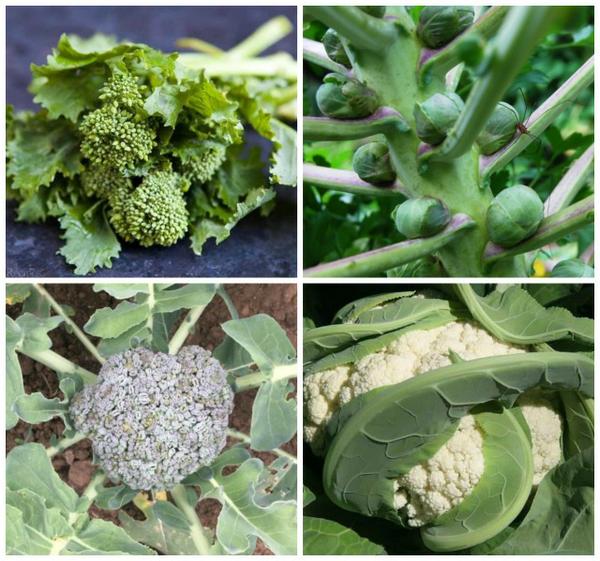 how to grow brassicas