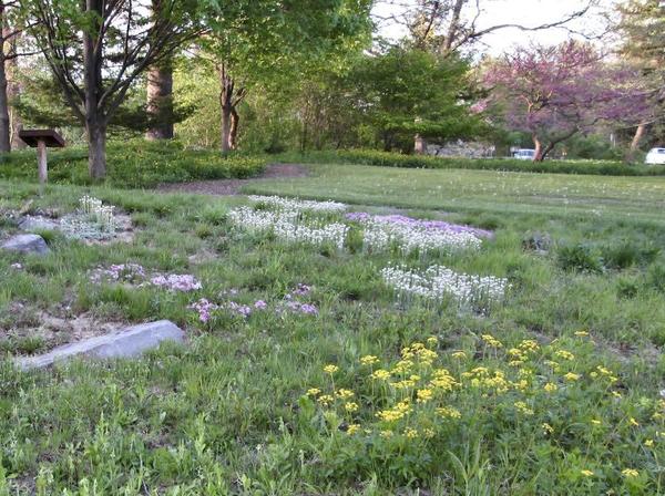 Cornell's native lawn in spring