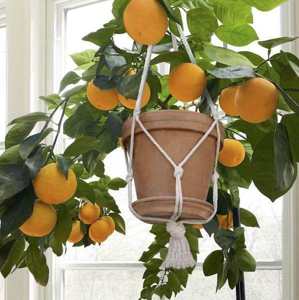 growing citrus indoors