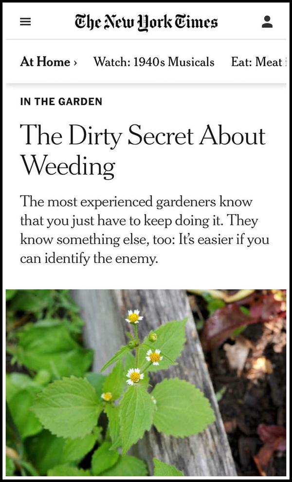 my new series in the NY Times