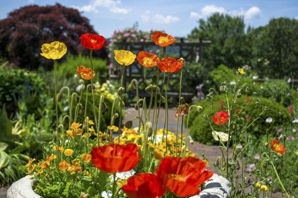 top plants from wave hill's gardens