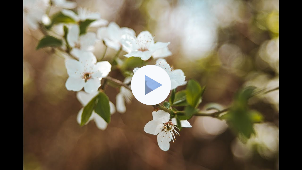 How to Paint Spring Blossoms in Watercolor | Easy Step-by-Step demo Tutorial