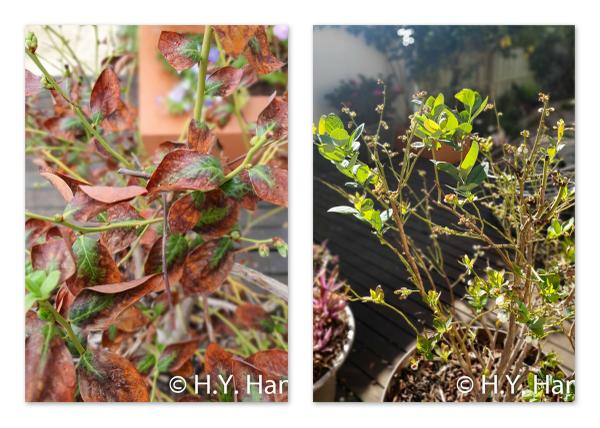 Image - the deep-fried blueberry bush