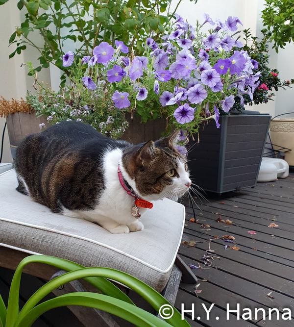 Image - Sunset in my garden, Western Australia