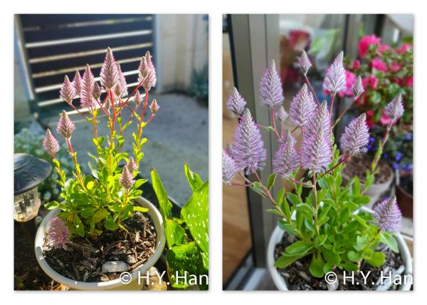 Aussie native: Pink Mulla Mulla