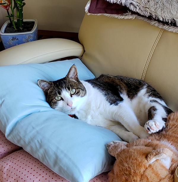 Image - Muesli relaxing on cushions