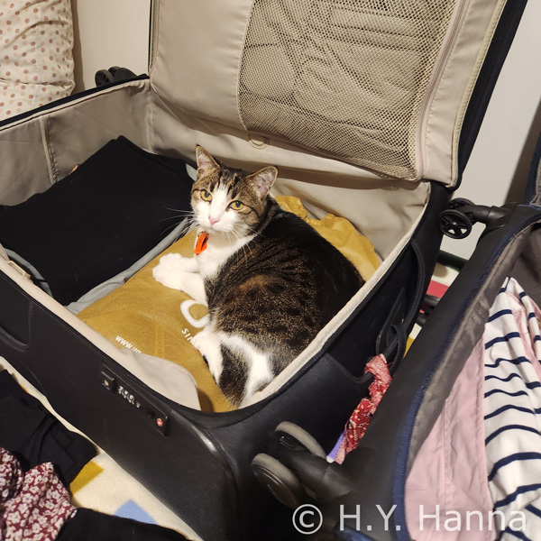 Muesli - a grey tabby cat - curled up in a suitcase