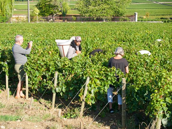 Private tastings and vineyard visits