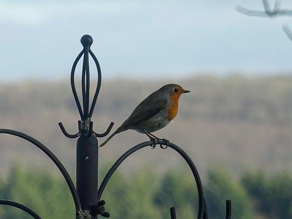 A robin resting at Hotels Afloat