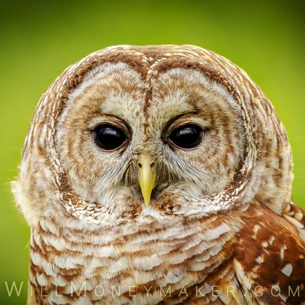 Barred Owl