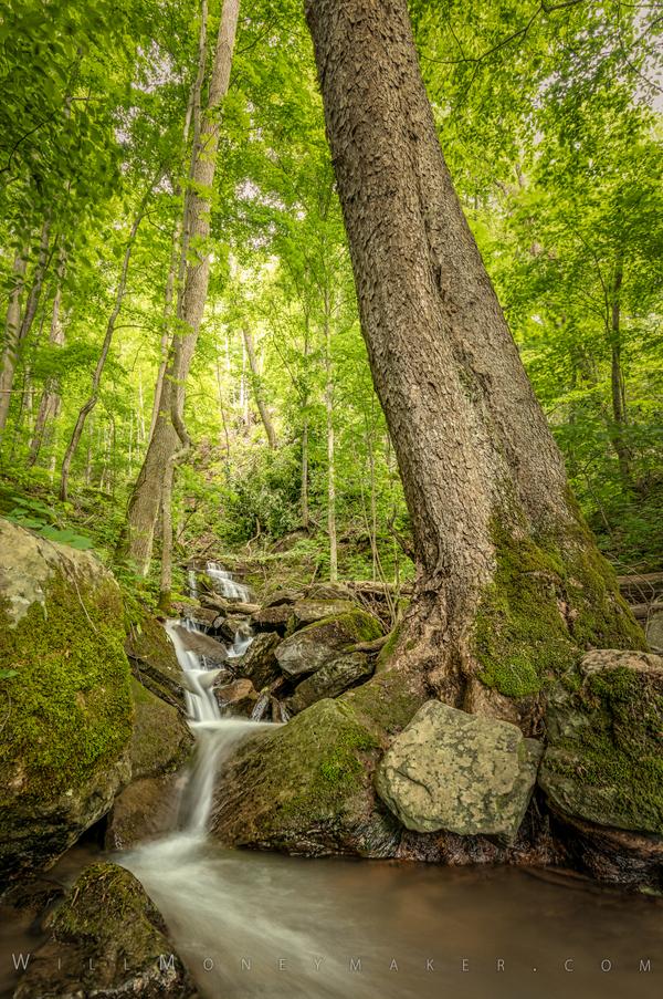 Deep woods of West Virginia