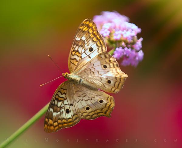 The Beautiful White Peacock Butterfly​​​​​​​