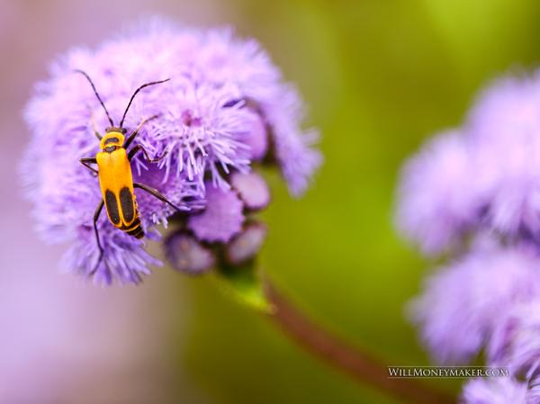 The History of Macro Photography