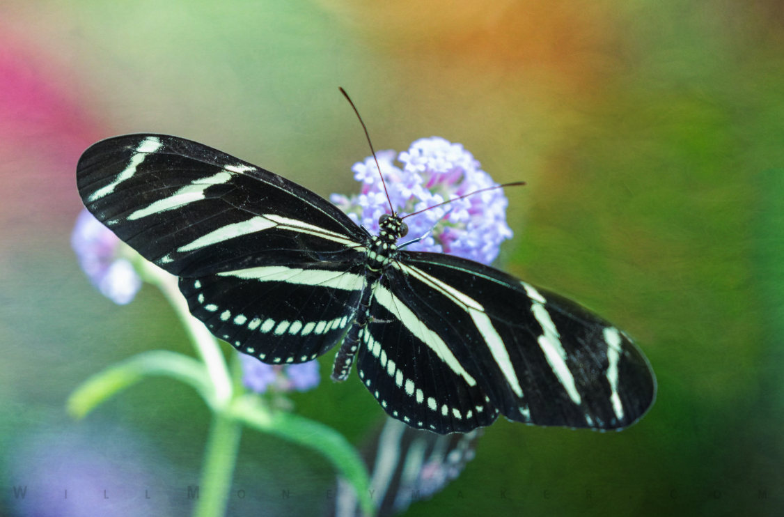 The Krohn Conservatory