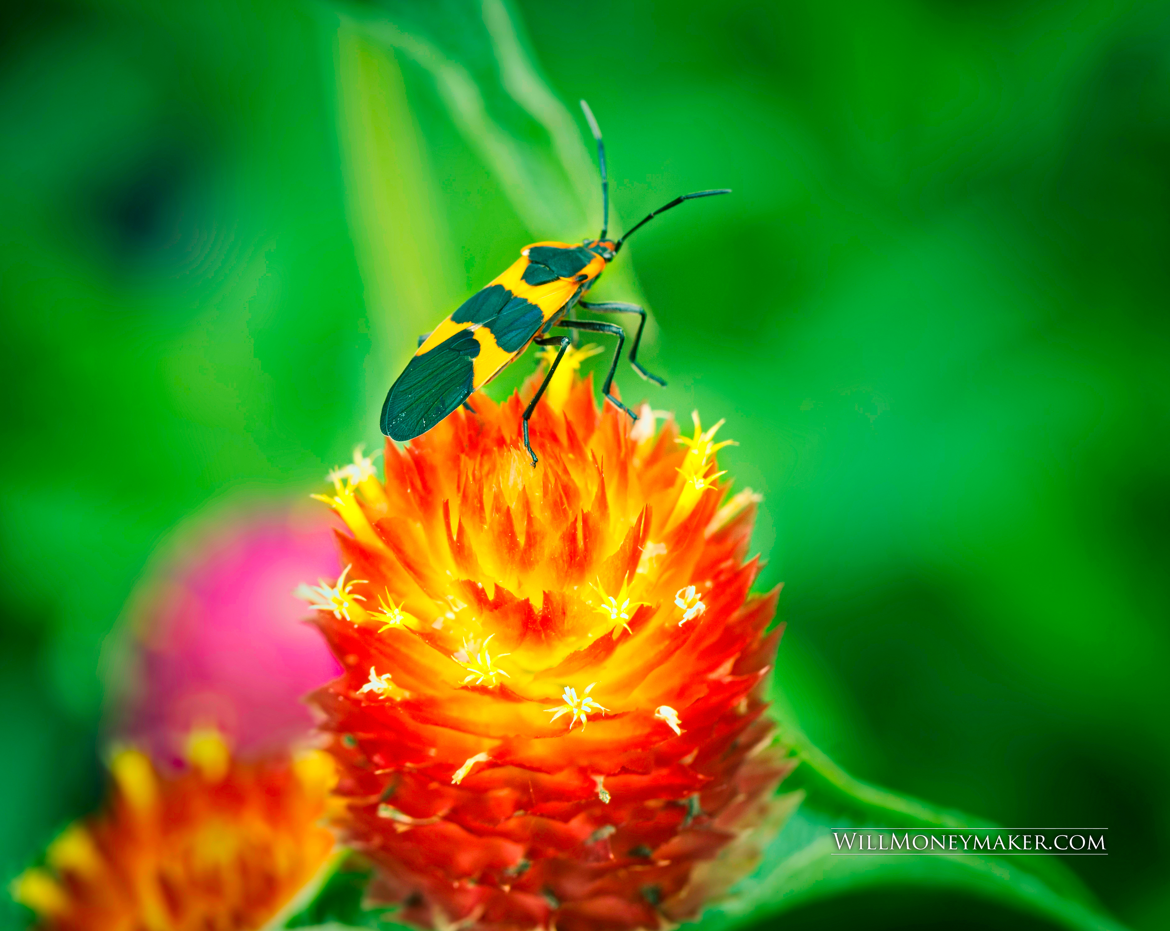 The Krohn Conservatory