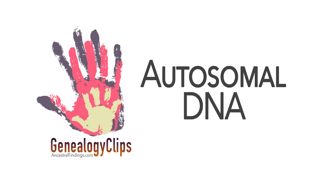 What is Autosomal DNA?