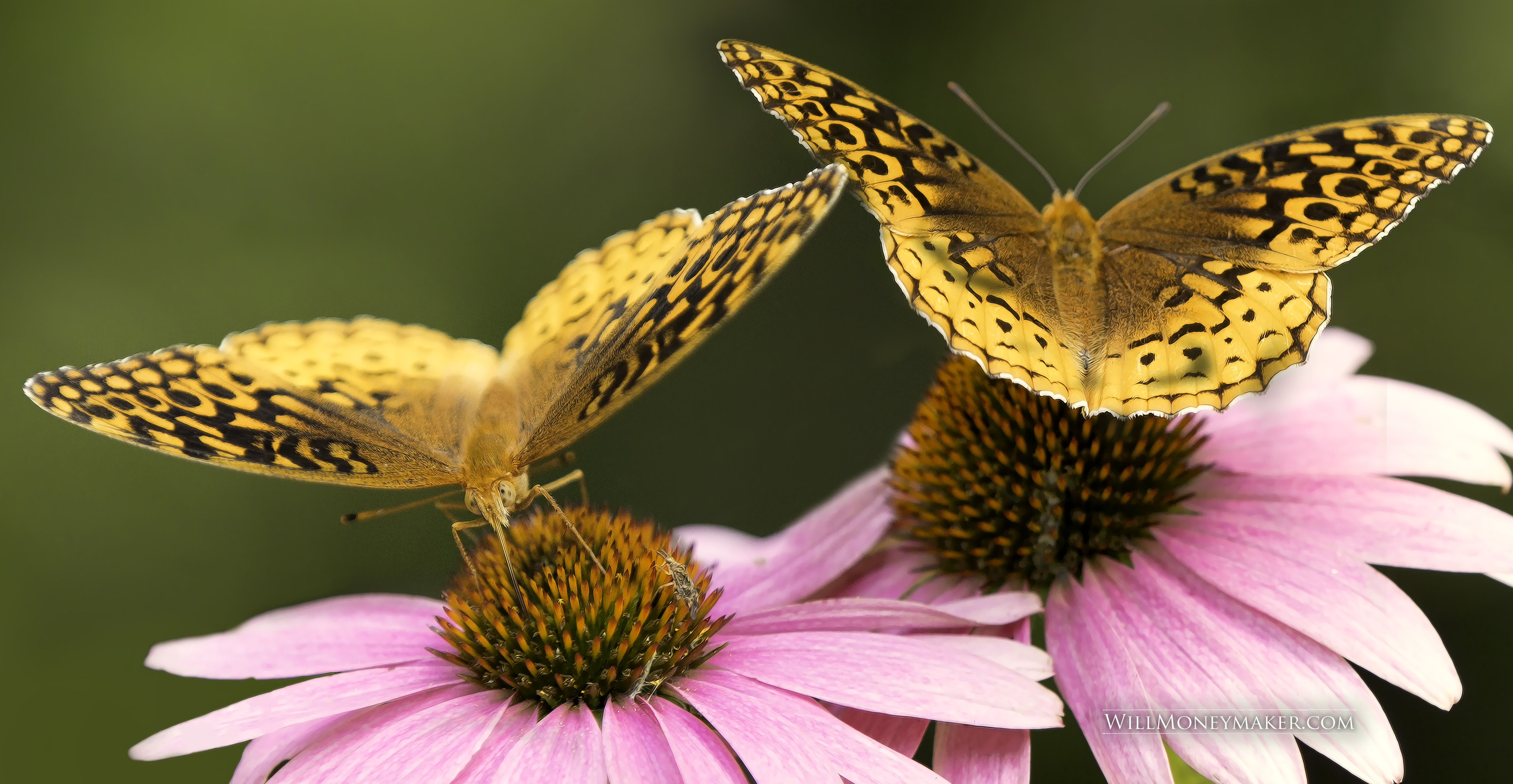 Great Spangled Fritillary Butterflies