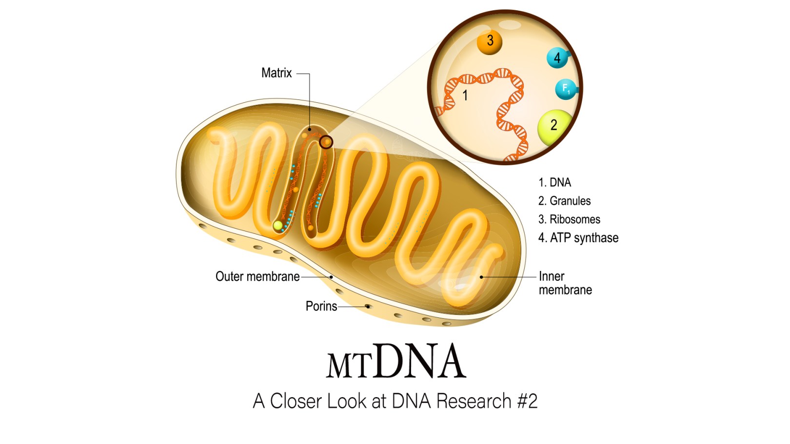 mtDNA: A Closer Look at DNA Research #2