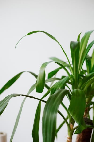 Picture of Houseplant