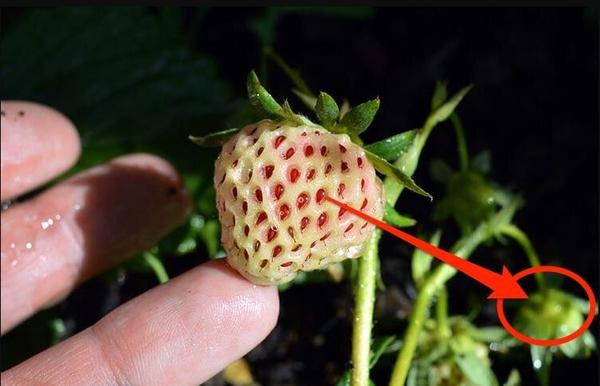 pooping berry