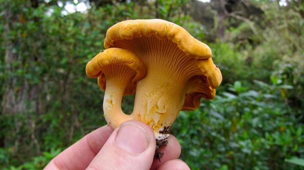 A beautiful chanterelle mushroom. 