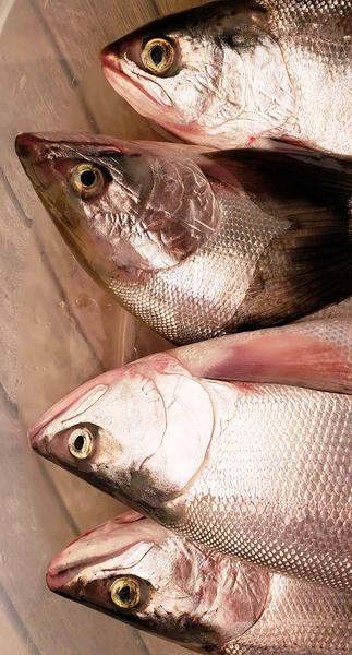 Kokanee ready to smoke, grill or pickle. 