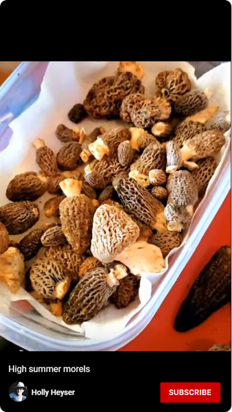 Morel video thumbnail