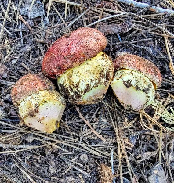 Three butter boletes in the Sierra Nevada. 