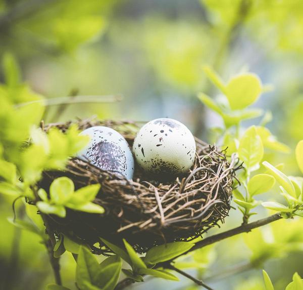 Two eggs in a bird's nest.