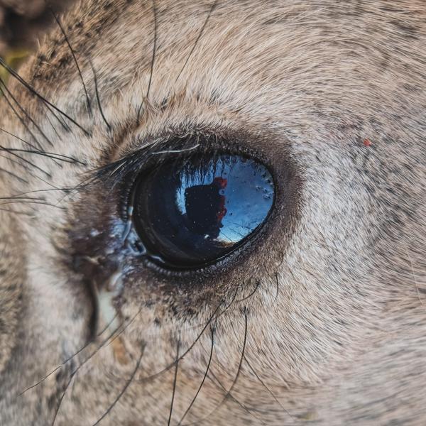 My reflection in a deer's eye.