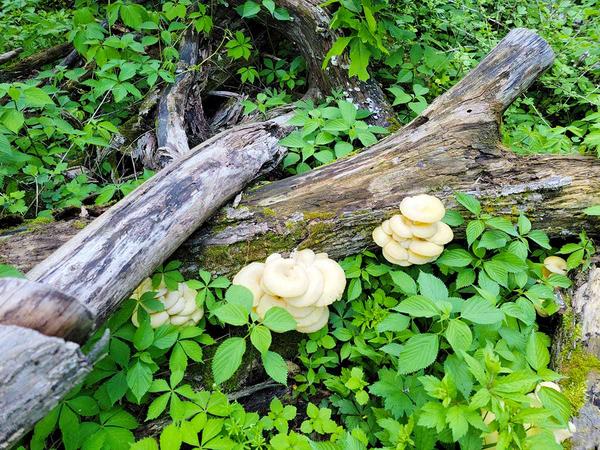 Some golden oysters on a log. 