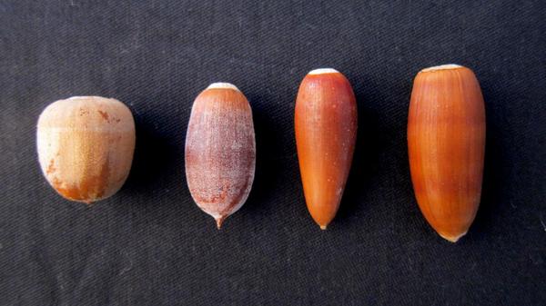 Various varieties of acorns. 