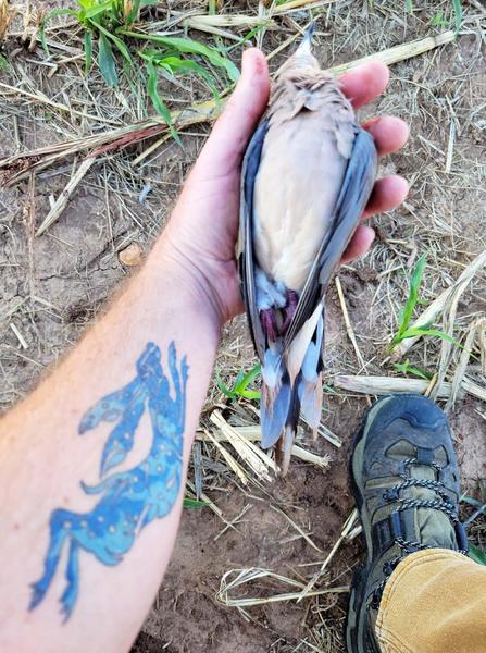 Hank holding a dove. 