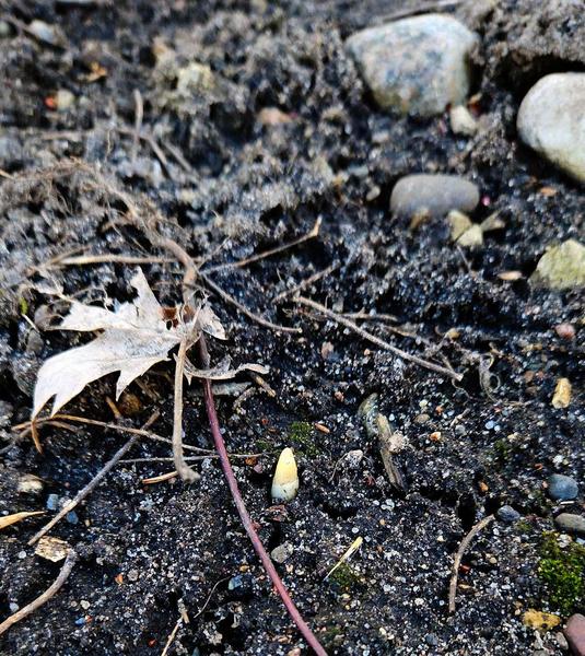 The first sign of a ramp poking through the soil. 