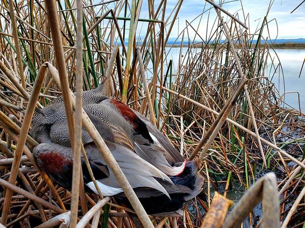 Holly's last duck of the season - a gadwall