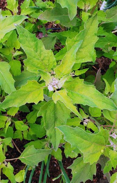 lambsquarters growing. 