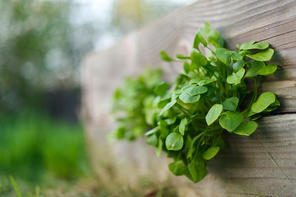 miner's lettuce