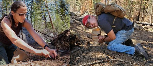 Holly and Hank harvesting morels