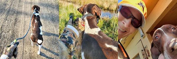 MJ, a German shorthaired pointer Holly rented for a  pheasant preserve hunt