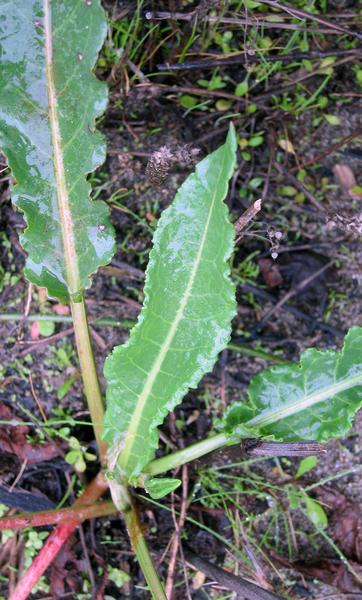 Curly dock growing. 