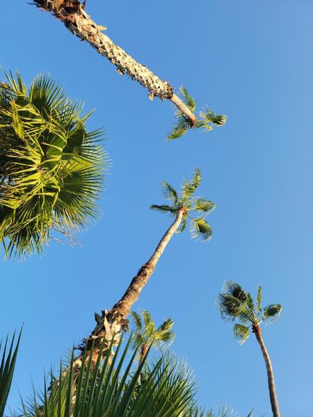 Palms swaying in the breeze in Todos Santos, Mexico.