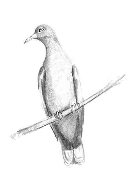 Sketch of a mourning dove