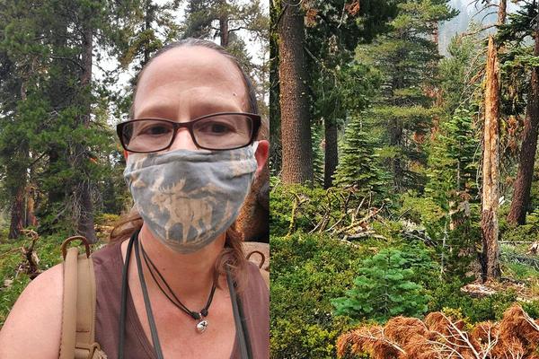 Holly in mountain quail habitat