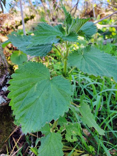 A patch of stinging nettles, ready to be harvested. 