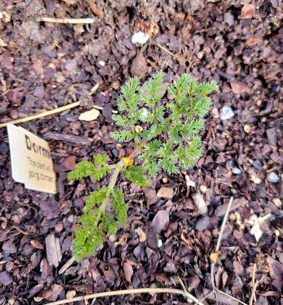 A young desert parsley plant grows in my garden. 