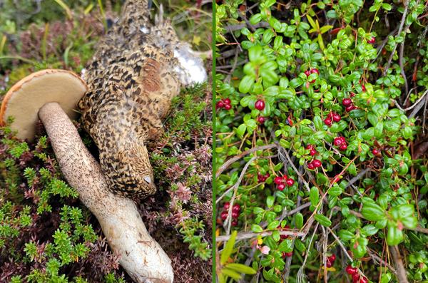 Mushroom, grouse, lingonberries